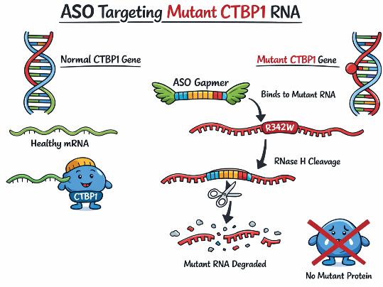 Diagram showing an antisense oligonucleotide targeting mutant CTBP1 RNA